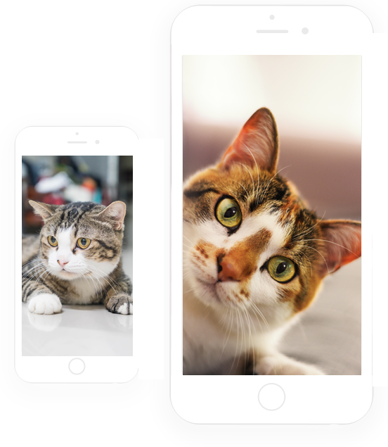 پانسیون گربه مهدی پور