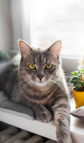 پانسیون گربه مهدی پور |  عکس گربه ۳