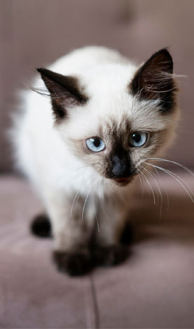 پانسیون گربه مهدی پور |  عکس گربه ۴