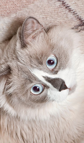 پانسیون گربه مهدی پور |  عکس گربه ۷